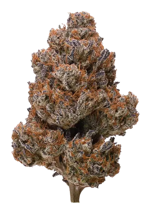 Cherry Gorilla