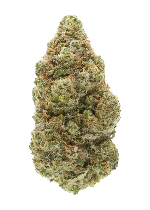 Gorilla Bomb