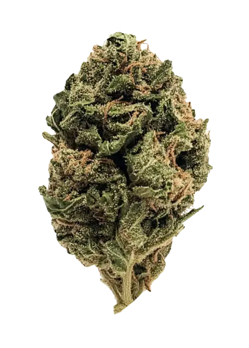 KC Kush