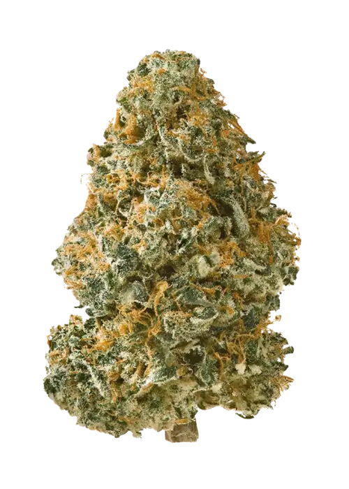 Animal Sherbert