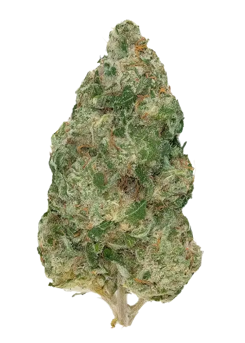 Jesus OG