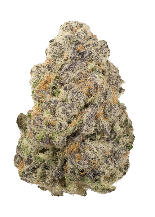 Mimosa Cake Auto