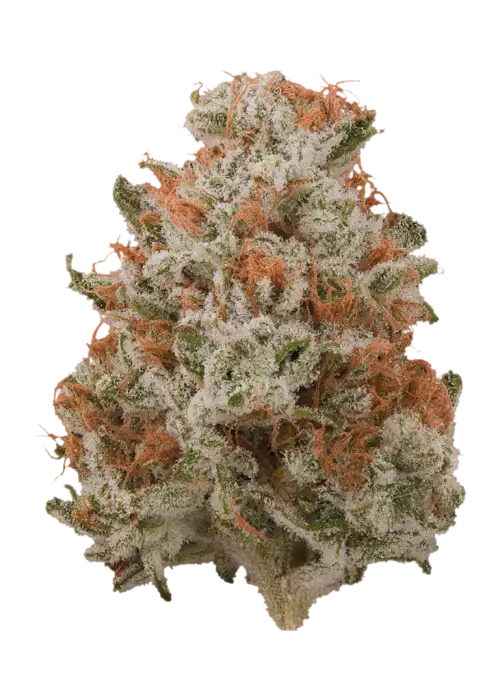 Lodi Dodi