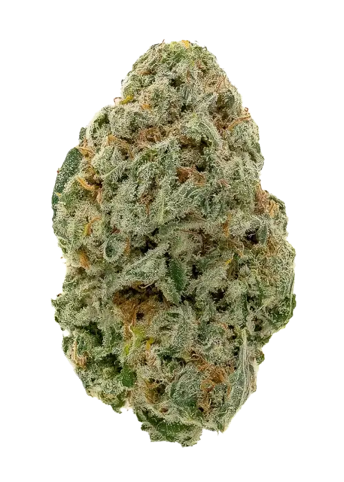 Golden Lemon