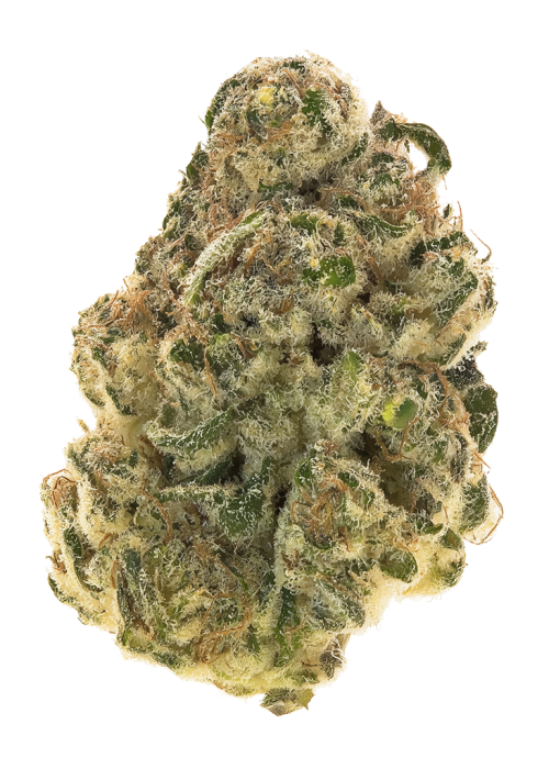 OG Shark