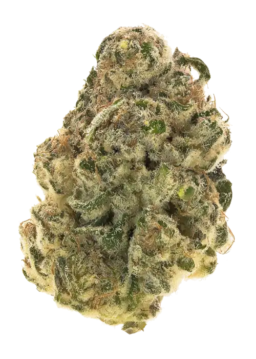 OG Shark