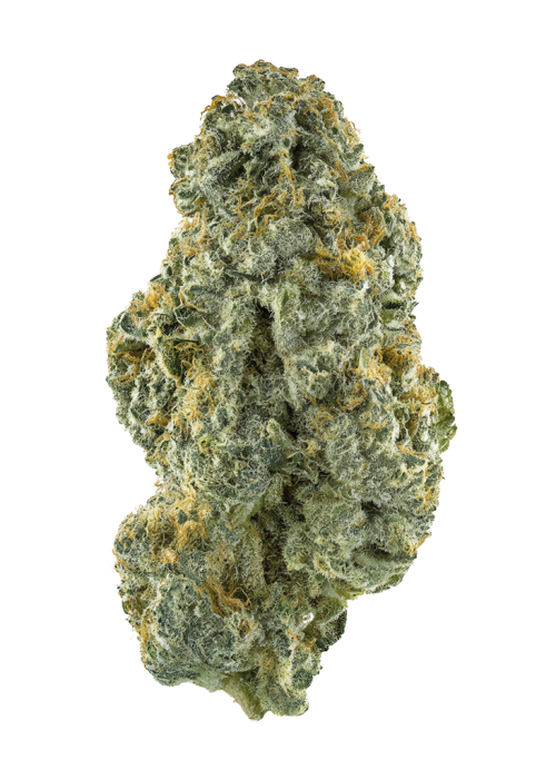 White Gorilla