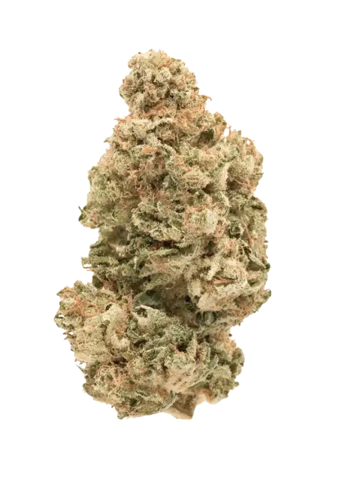 Pink Gorilla