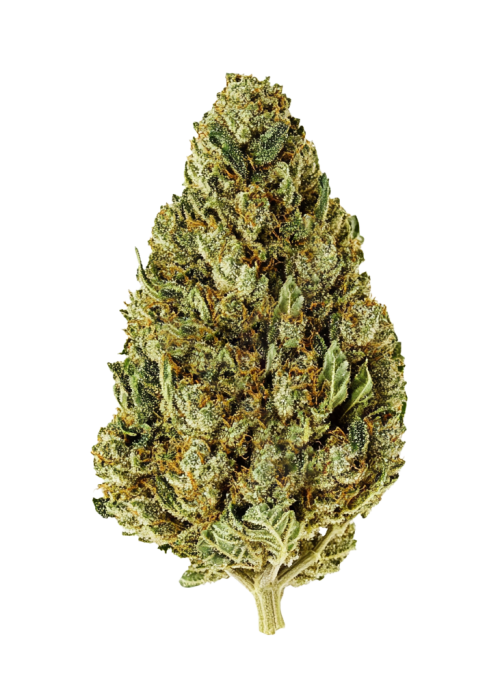 Humboldt Dream