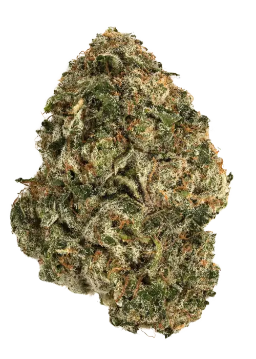 Lowryder #1