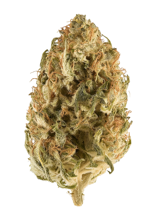 Lavender Gelato