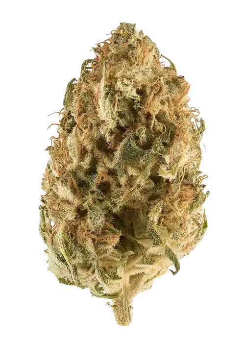 Lavender Gelato
