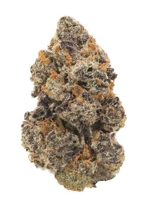 Mag Landrace