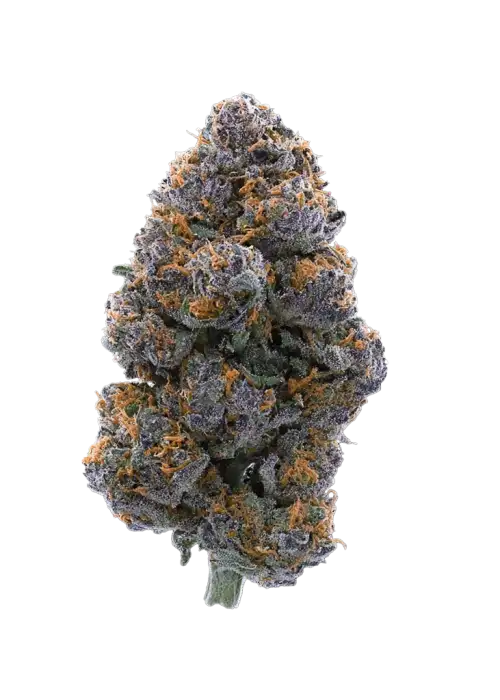 Blackberry Pie