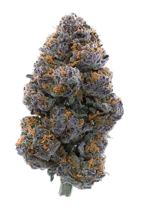 Blackberry Pie