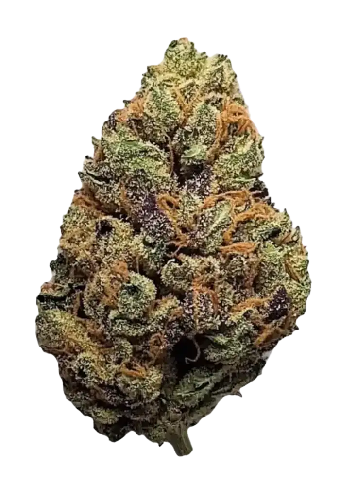 Northern Lights