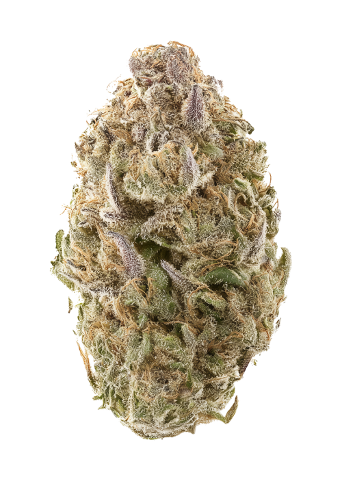 Orange Skunk