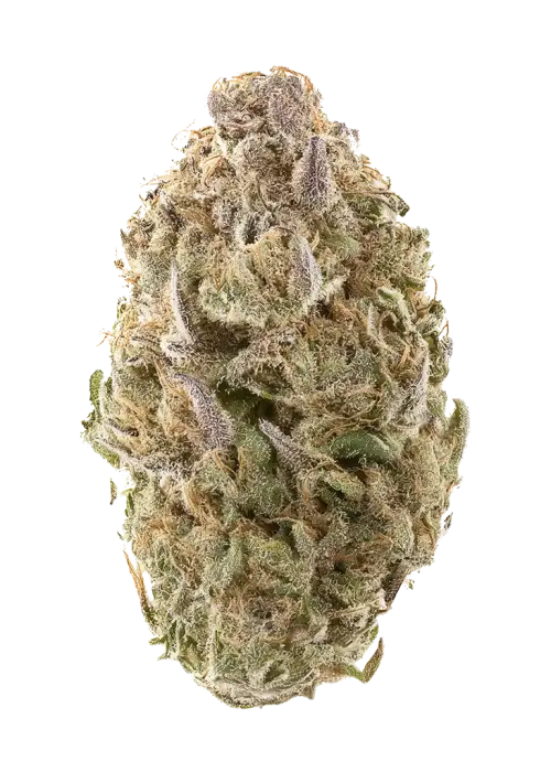 Orange Skunk