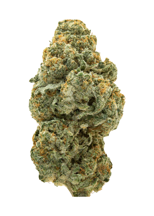 Jungle Mints
