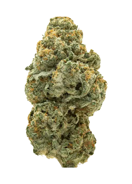 Jungle Mints