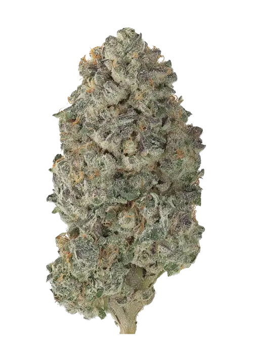 Cali Gold