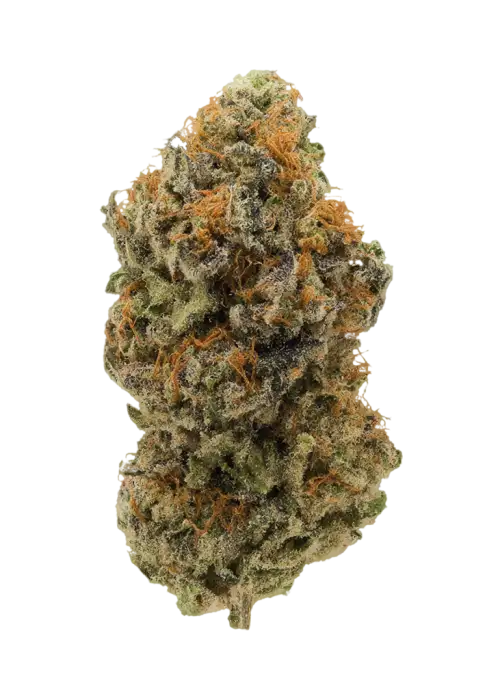 Montana Silvertip