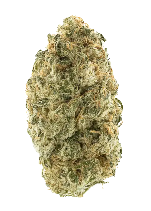 Tropicana Kush