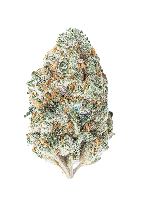 Chocolope