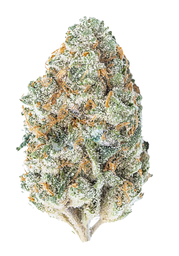 Chocolope