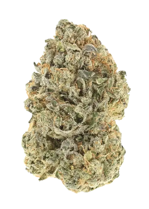 Chocolate Haze