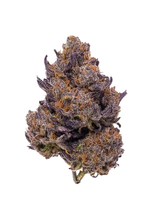 Purple Dragon