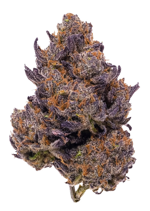 Purple Dragon