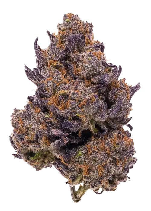 Purple Dragon