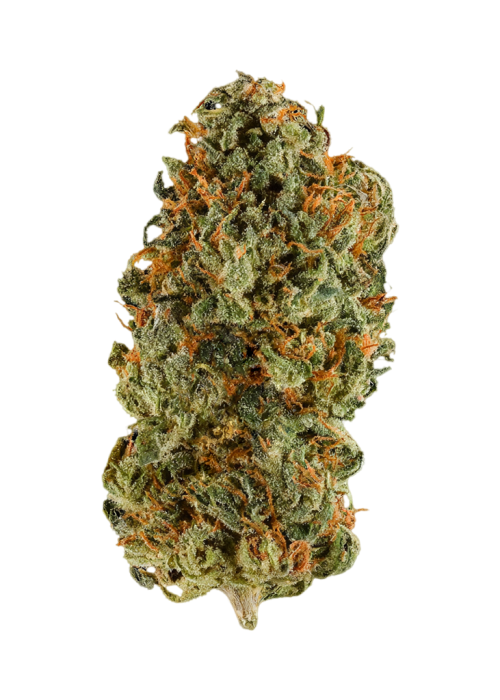 Loud Dream