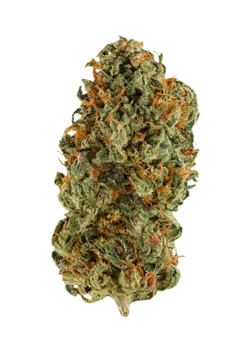 Loud Dream