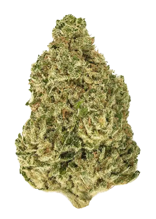 North American Indica
