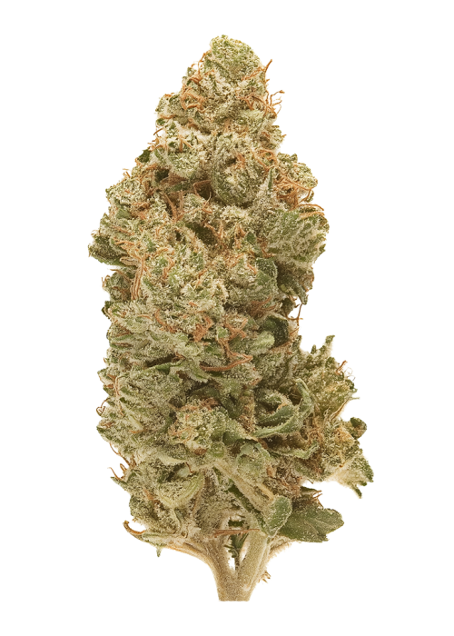 Tangie Land