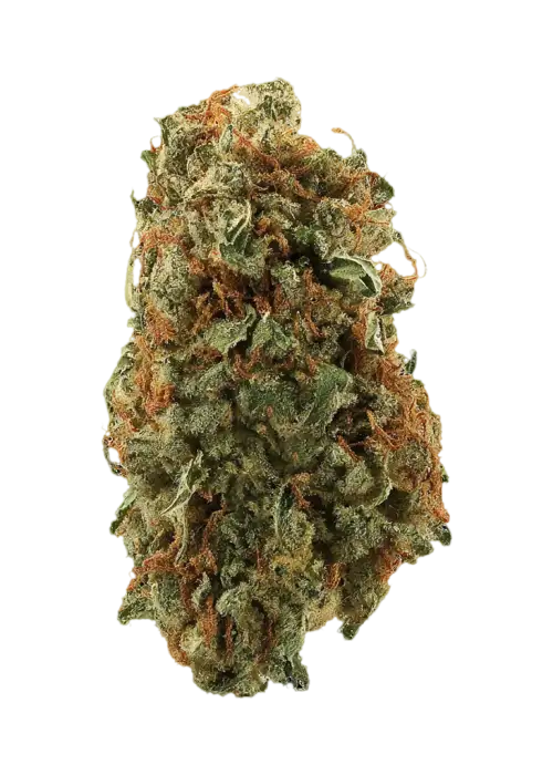 Maui Mango Diesel