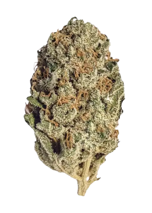 Lilac Diesel