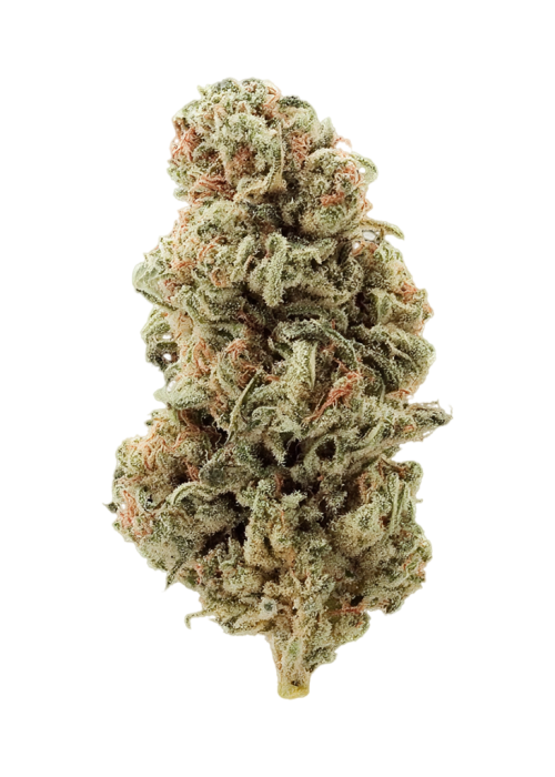 Godzilla Glue
