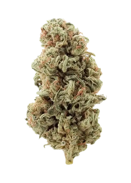 Godzilla Glue