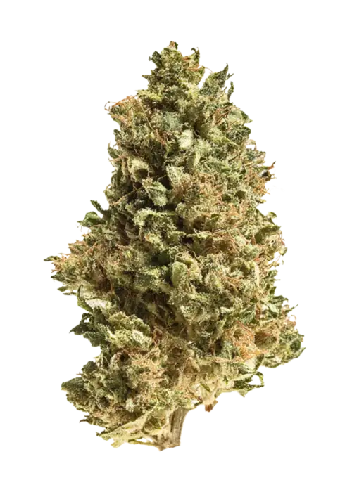 Bittersweet