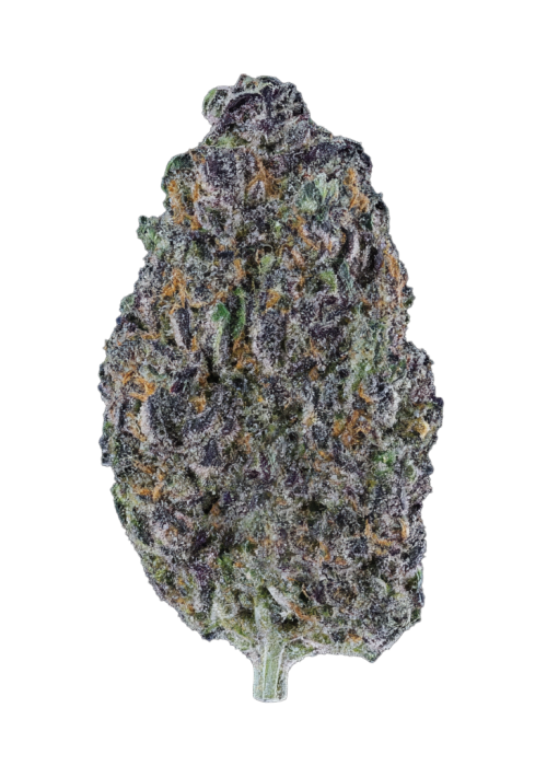 Headband Cookies Bx1