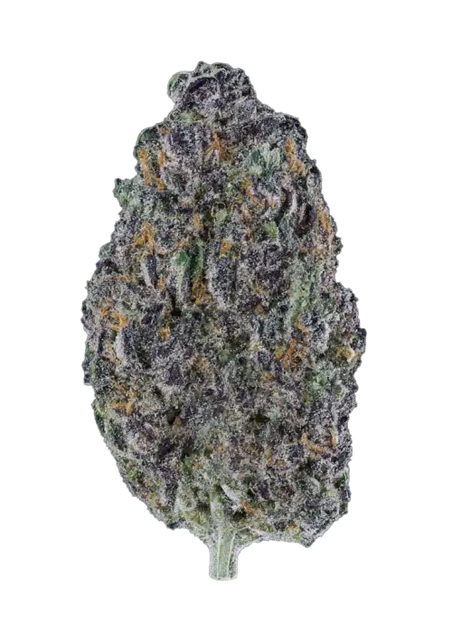 Headband Cookies Bx1