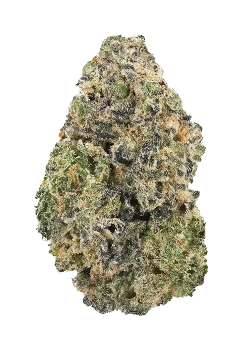 Disco Biscuit