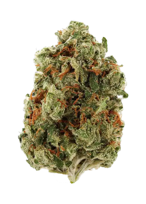 Green Dragon