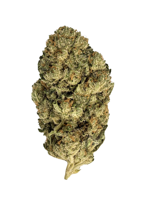 Critical Kush