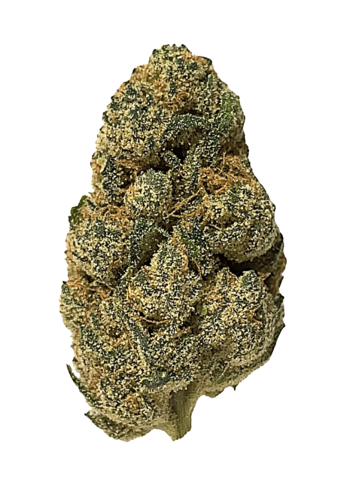 Critical Plus