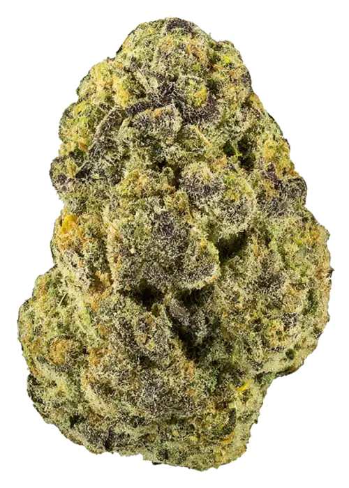 Purple Papaya