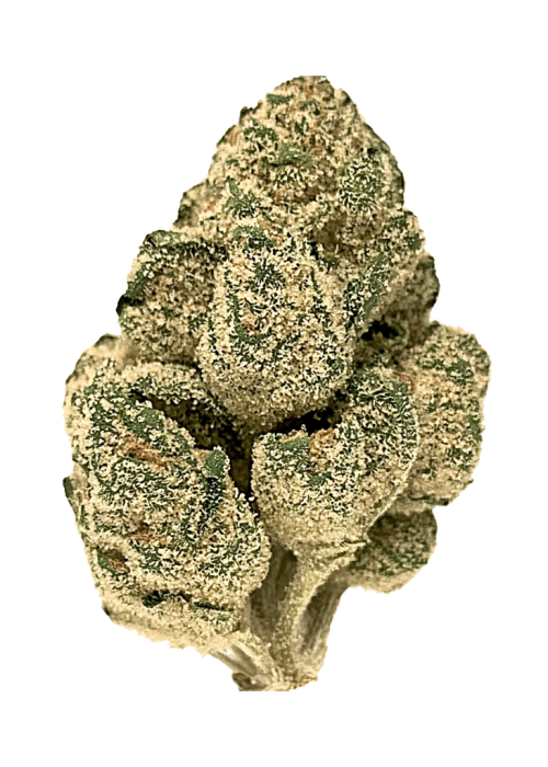 Sugar Cone